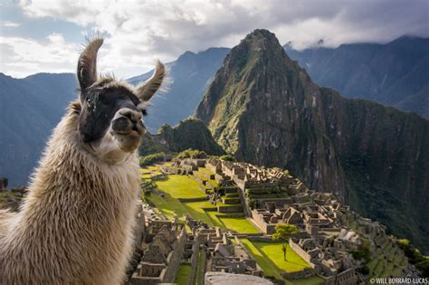 Llama And Machu Picchu | ubicaciondepersonas.cdmx.gob.mx