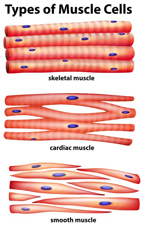 Muscle Cell Diagram Labeled