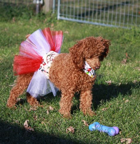 Christmas Dog Tutu Large Dog Tutu Dress Small Dog Tutu | Etsy