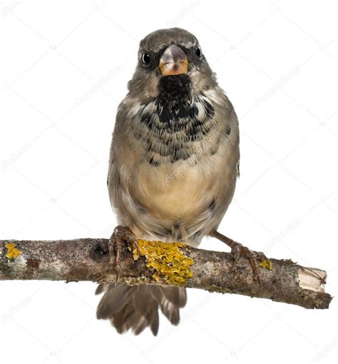 Male House Sparrow, Passer domesticus, 4 months old, in front of white background ⬇ Stock Photo ...