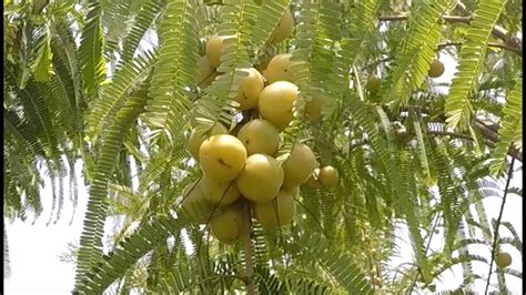 What is Amla Fruit? - YouTube