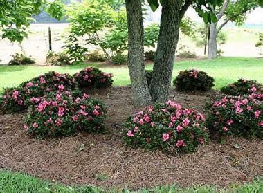 Chinzan Dwarf Azalea - Azalea satsuki 'Chinzan' - 1 Gallon - Shrub - Shrubs for Spring Color ...