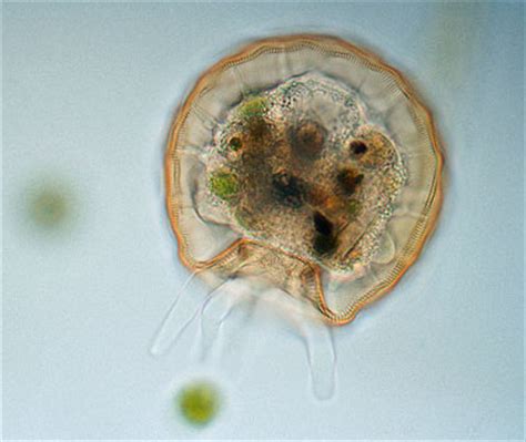 Sun animalcules and amoebas