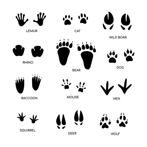 Animal footprint guide collection. Hand drawn vector illustration on white background 14075333 ...