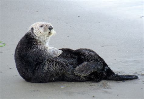 Celebrate A Conservation Success Story During Sea Otter Awareness Week!