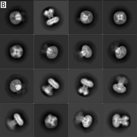 Single-particle cryo-EM structure of a voltage-activated potassium channel in lipid nanodiscs ...