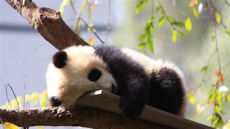 Baby Panda Sleeping Papel de Parede HD | Plano de Fundo | 1920x1080 ...