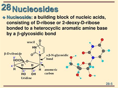 Nucleoside Structure