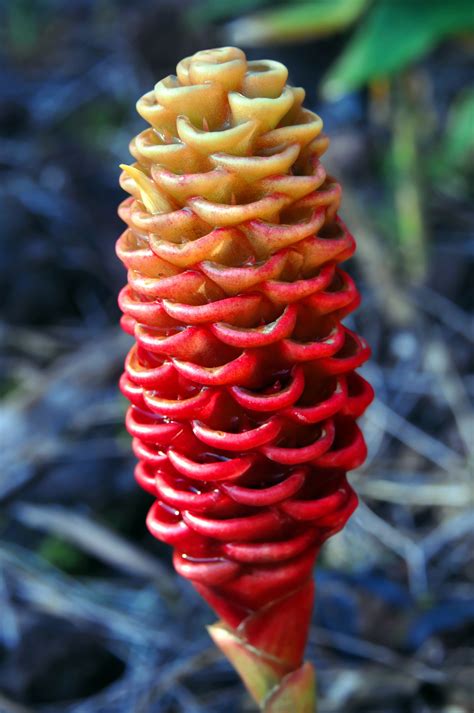 The Top 10 Most Beautiful Hawaiian Flowers - Alii Hawaiian Flowers