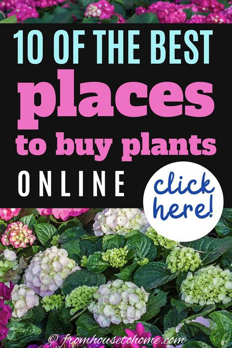 The Best Online Nurseries For 2024 (Where To Buy Perennials, Trees And ...