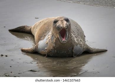 778 Molting seal Images, Stock Photos & Vectors | Shutterstock