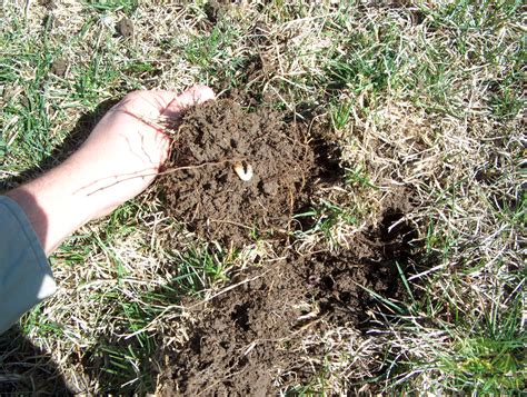 White grubs and your lawn - Destroy or be destroyed! - LawnSavers