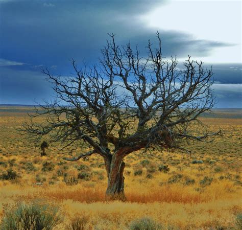 Eastern Oregon High Desert | Smithsonian Photo Contest | Smithsonian Magazine