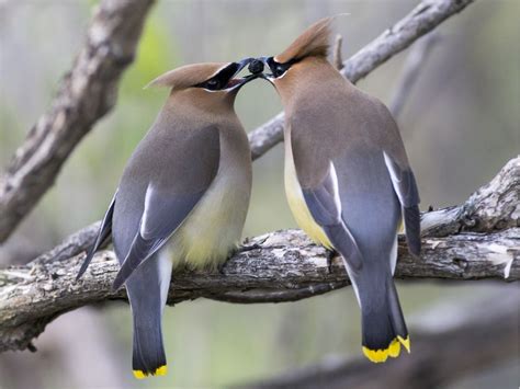 Photos: Seen any of these birds around town? | Ontario birds, Cedar ...