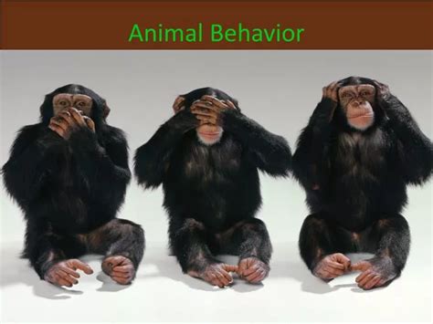 PPT - Animal Behavior PowerPoint Presentation, free download - ID:2739287