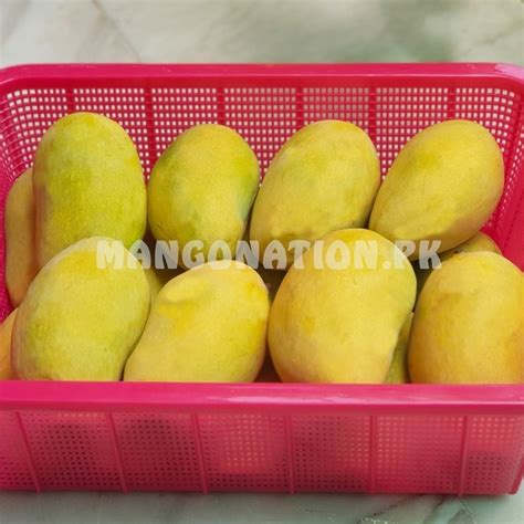 Chaunsa Mango Pakistan چونسا Export Quality - Mangonation.pk