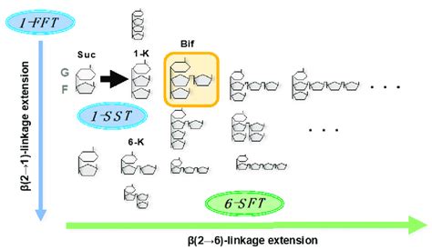 Illustration of fructan synthesis in wheat. G, glucose; F, fructose;... | Download Scientific ...