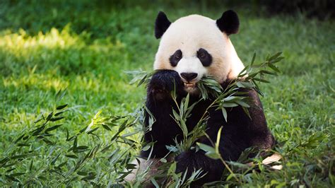 Panda Is Eating Leaves HD Panda Wallpapers | HD Wallpapers | ID #53141