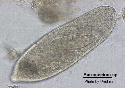 Paramecium Morphology