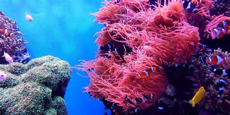 9 Ways to Help Protect Coral Reefs | Ocean Conservation