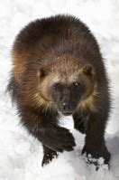 Conservation Groups to Sue Over Wolverine Decision | GarryRogers Nature ...