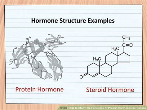 How to Study the Functions of Protein Hormones in Humans: 11 Steps