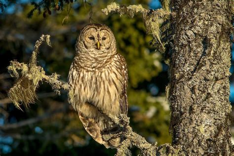 Pin by Sandy Pearson-Reed on Art and photography | Wildlife photography, Wildlife, Cape breton