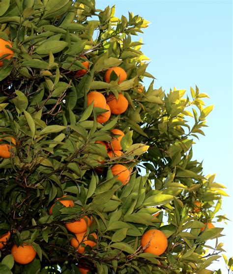 Citrus Fruit Tree Care - Maintenance, Problems, Remedies | hubpages