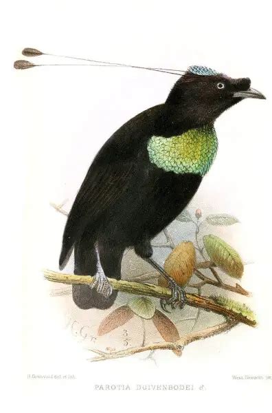 Western parotia - Facts, Diet, Habitat & Pictures on Animalia.bio