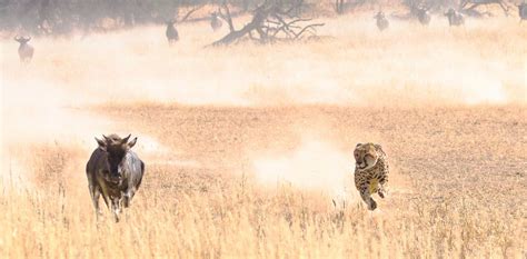 To kill, cheetahs use agility and acceleration not top speed