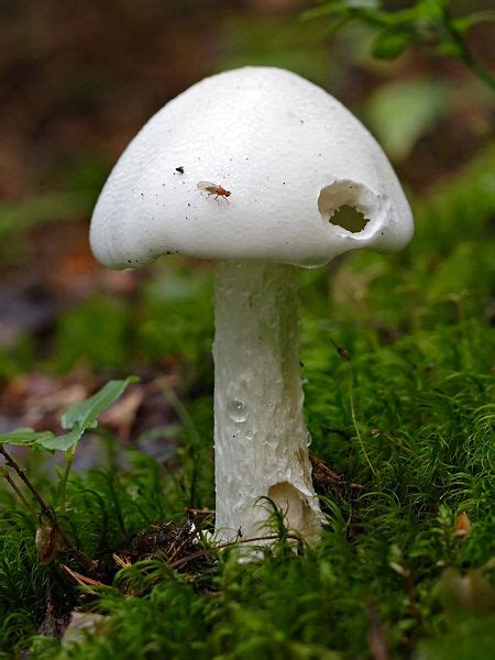 Amanita virosa - encyclopedia article - Citizendium