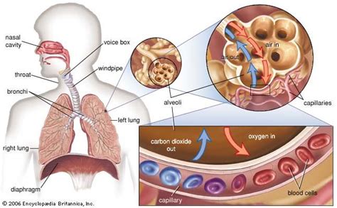 Pulmonary alveolus | Lungs, Respiration, Gas Exchange | Britannica