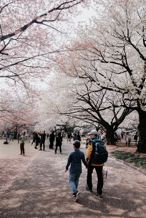 Shinjuku Gyoen Park. My #1 place for hanami! : japanpics