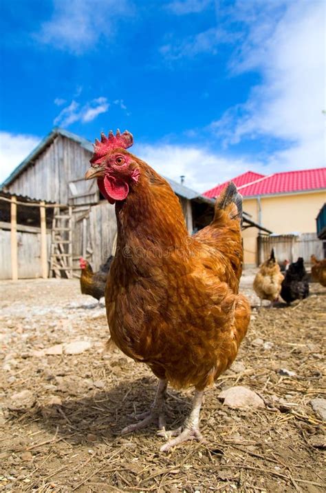 Free range chicken stock image. Image of orange, food - 24248295