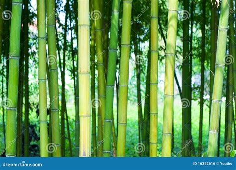 Floresta de bambu foto de stock. Imagem de harmonia, flora - 16342616