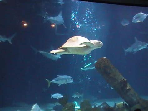 ABQ BioPark Aquarium (Albuquerque) - 2018 All You Need to Know Before You Go (with Photos ...