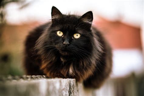 Black Fluffy Cats