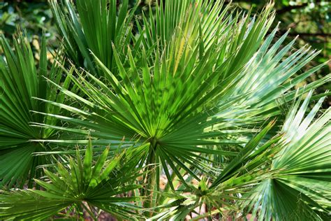 Cluster Of Fan Palm Leaves Free Stock Photo - Public Domain Pictures