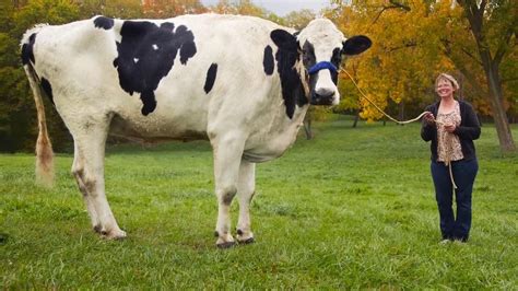 Redditor submits picture of dwarf human next to regular cow for all ...