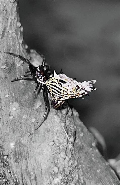 Spiny Orb Weaver Photograph by Ally White | Fine Art America