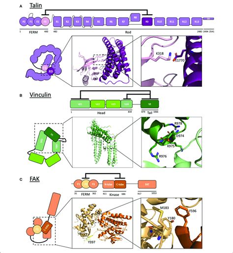 | Autoinhibition of focal adhesion proteins. (A-C) Schematic diagrams... | Download Scientific ...