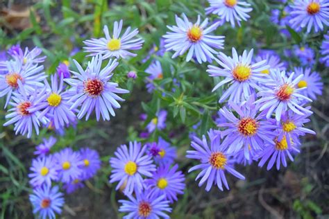 How to Grow and Care for Sky Blue Aster Flowers