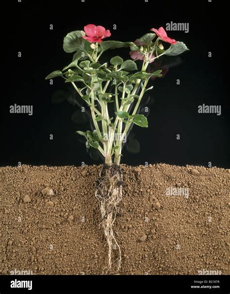 Plant stem flower roots hi-res stock photography and images - Alamy