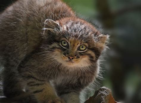 World's Small Wild Cats Get A Major Conservation Boost - WorldAtlas