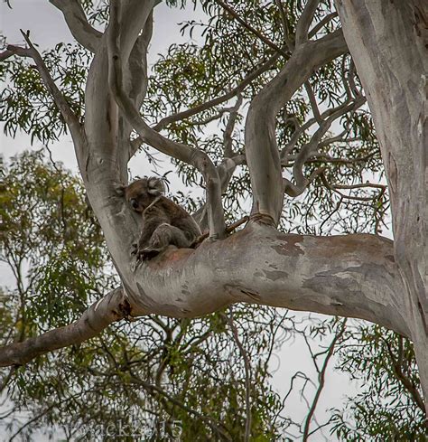 Koalas can learn to live the city life if we give them the trees and safe spaces they need