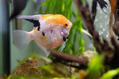 Premium Photo | Yellow angelfish in the aquarium