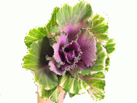 Brassica Purple - Brassica - Flowers and Fillers - Flowers by category ...