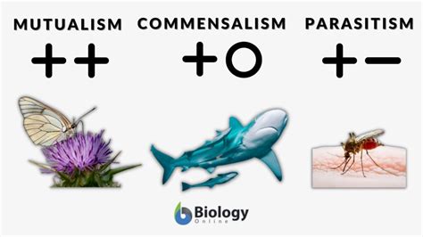 Commensalism Definition and Examples - Biology Online Dictionary