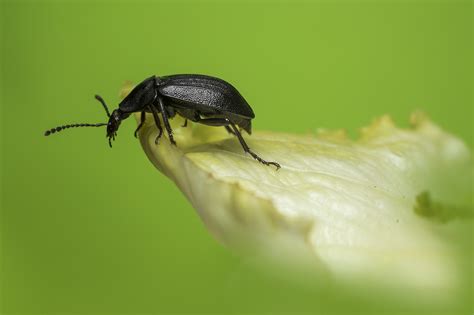 Kleine Schwarze Beissende Kaefer Im Garten