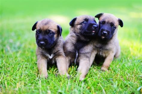 Belgian Malinois Puppies Behavior And Characteristics In Different ...